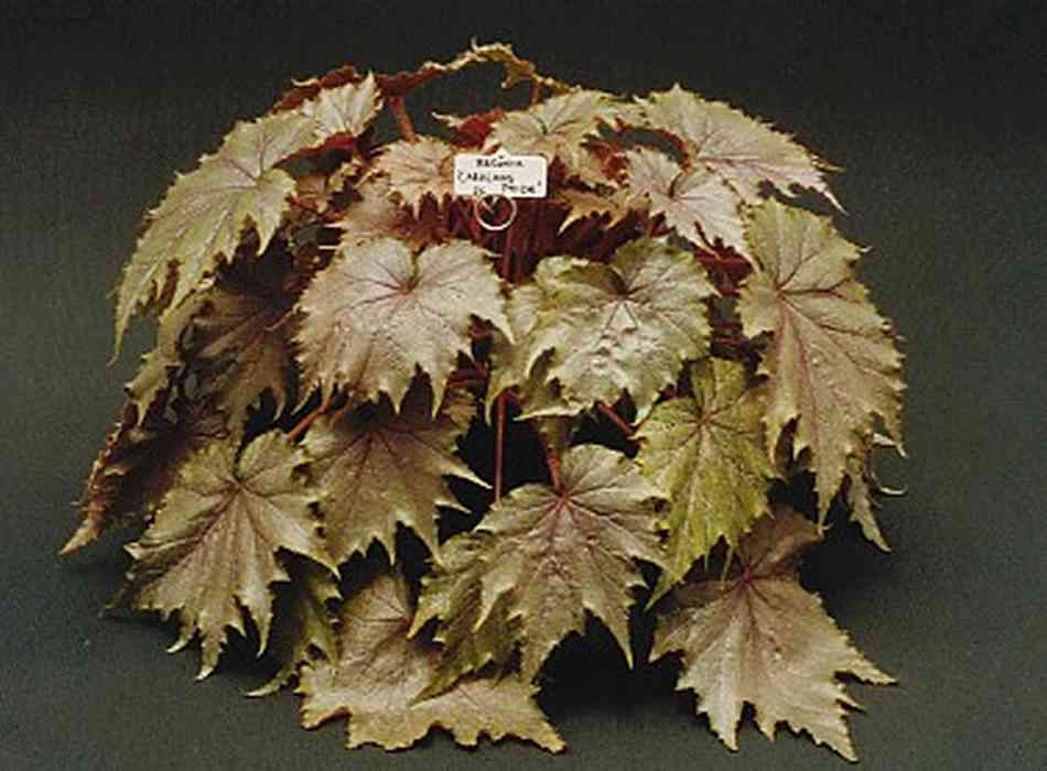 B. ‘Caralan's Pride’